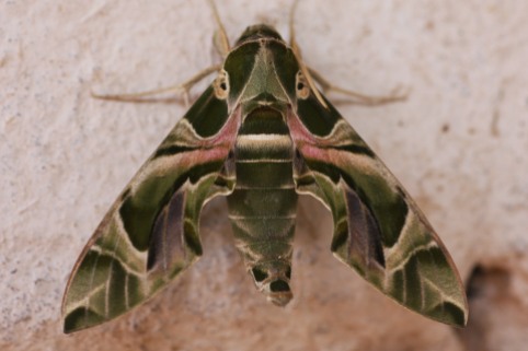 Oleander hawk moth